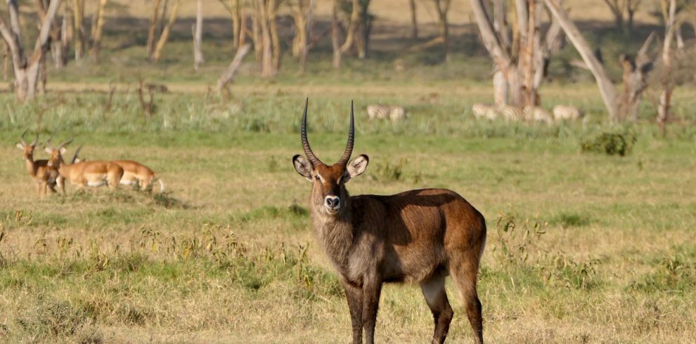 A majestic waterbuck stands alert in the African savanna grassland.