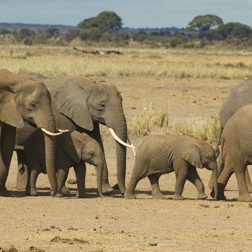 Herd of African elephants roaming the savanna in natural surroundings.