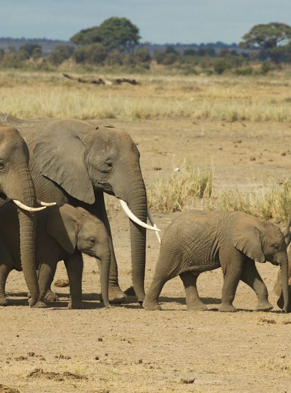 Herd of African elephants roaming the savanna in natural surroundings.