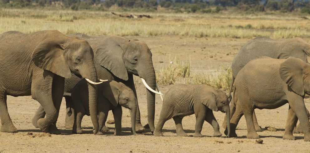 Herd of African elephants roaming the savanna in natural surroundings.