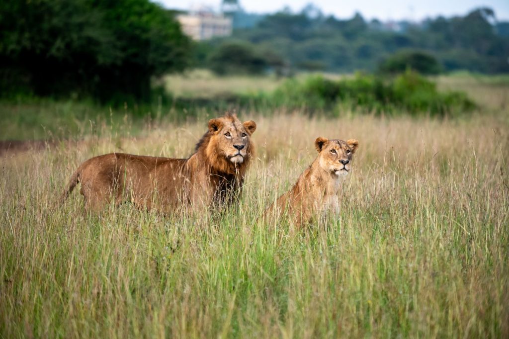 Two lions stand majestically in the grasslands of Nairobi National Park, Kenya.