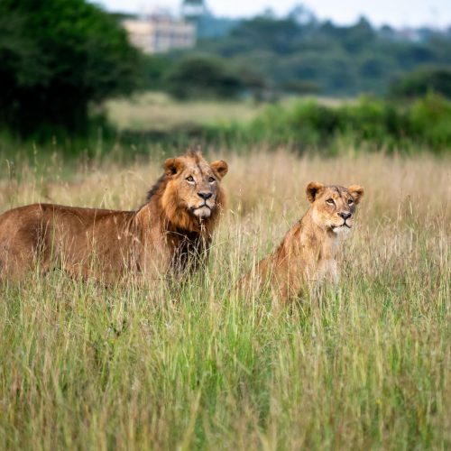Two lions stand majestically in the grasslands of Nairobi National Park, Kenya.