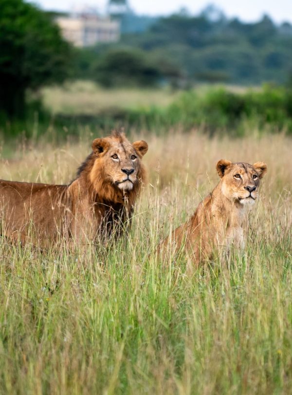 Karibu Kenya Safaris - Two lions stand majestically in the grasslands of Nairobi National Park, Kenya.