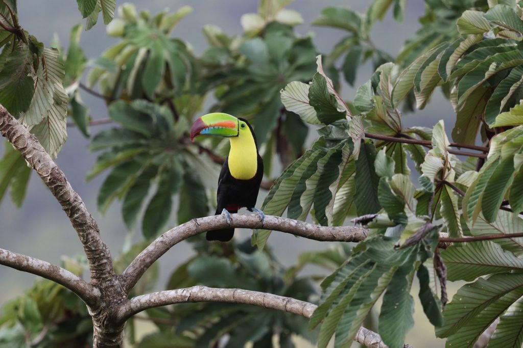 A colorful keel-billed toucan perched among lush green foliage in a tropical forest setting.