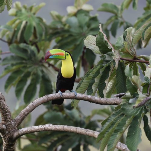 A colorful keel-billed toucan perched among lush green foliage in a tropical forest setting.