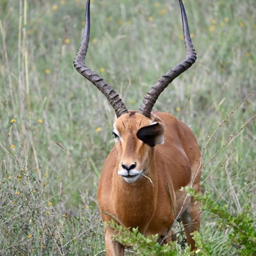A male African antelope with large horns in the grasslands of Nairobi, Kenya.