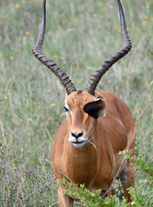Karibu Kenya Safaris - A male African antelope with large horns in the grasslands of Nairobi, Kenya.