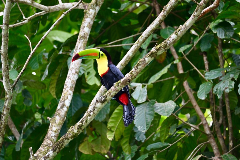 A vibrant keel-billed toucan resting on a branch in the lush rainforest of Costa Rica.