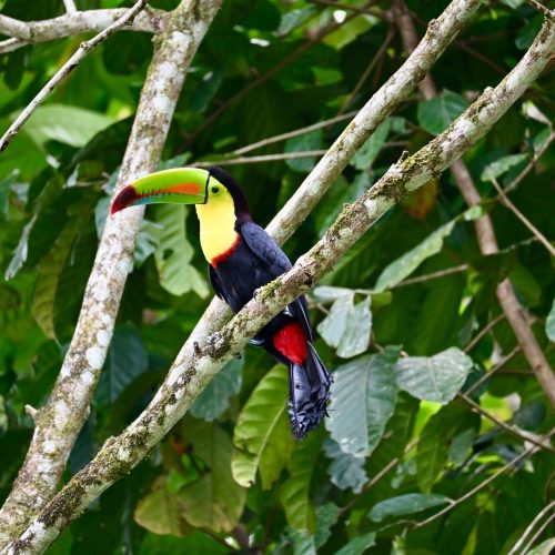 A vibrant keel-billed toucan resting on a branch in the lush rainforest of Costa Rica.