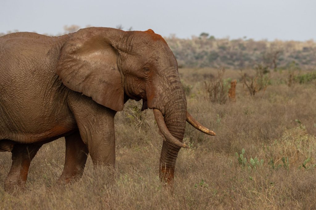 Close-up of an African elephant in Tsavo, showcasing the natural beauty of Kenyan wildlife.