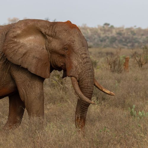 Close-up of an African elephant in Tsavo, showcasing the natural beauty of Kenyan wildlife.
