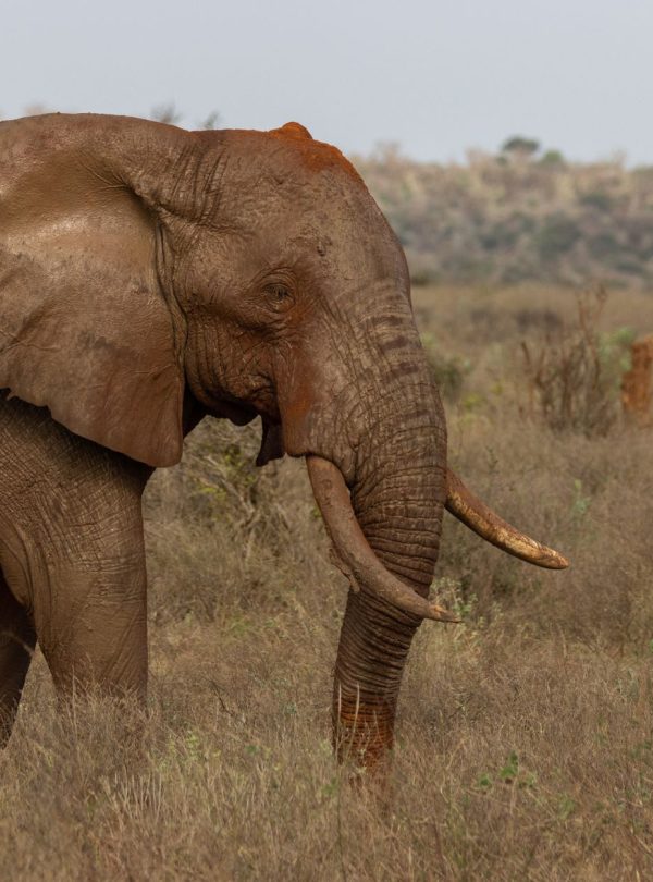 Karibu Kenya Safaris - Close-up of an African elephant in Tsavo, showcasing the natural beauty of Kenyan wildlife.