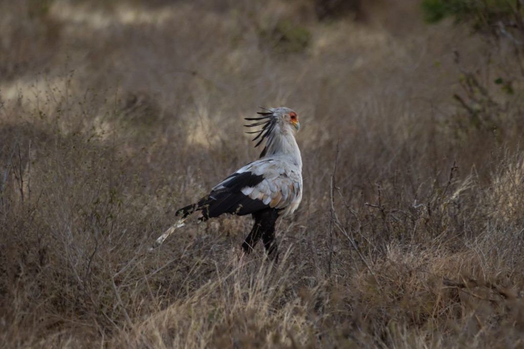 A striking Secretary Bird struts through the savannah in Tsavo National Park, Kenya.