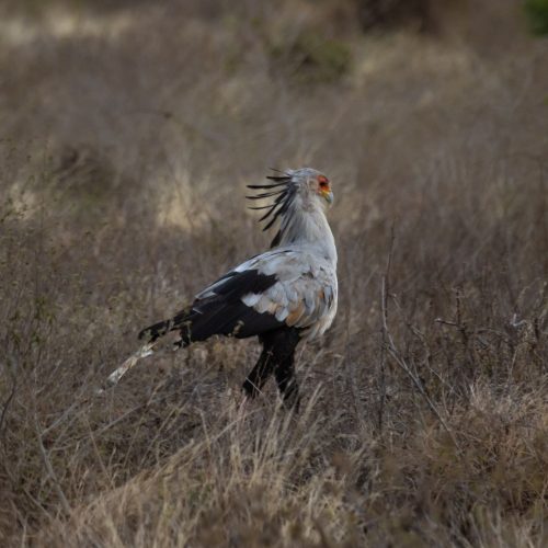 A striking Secretary Bird struts through the savannah in Tsavo National Park, Kenya.
