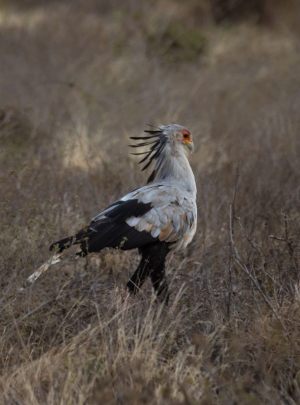 Karibu Kenya Safaris - A striking Secretary Bird struts through the savannah in Tsavo National Park, Kenya.
