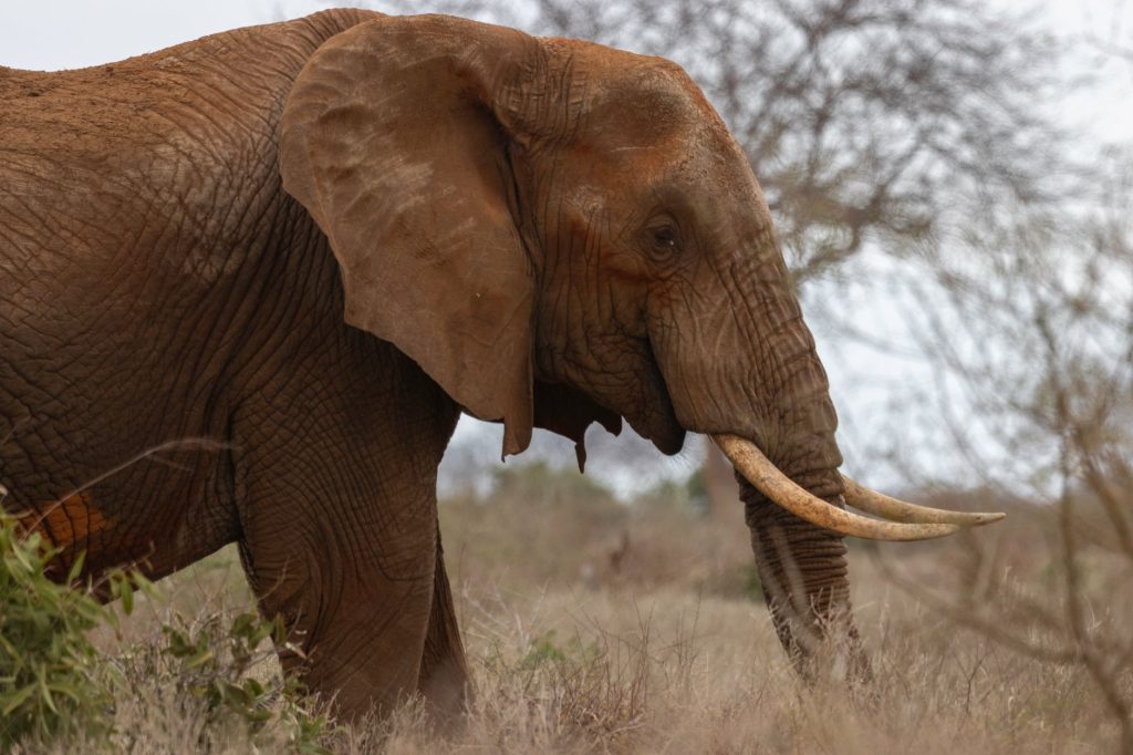 Close-up of a majestic African elephant in Tsavo, Kenya, showcasing its textured skin and large tusks.