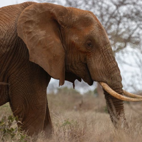 Close-up of a majestic African elephant in Tsavo, Kenya, showcasing its textured skin and large tusks.