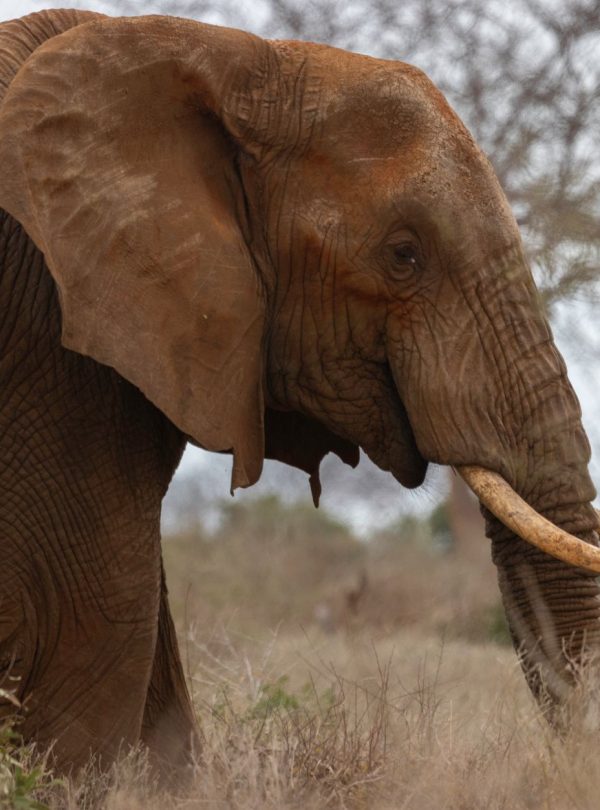 Karibu Kenya Safaris - Close-up of a majestic African elephant in Tsavo, Kenya, showcasing its textured skin and large tusks.