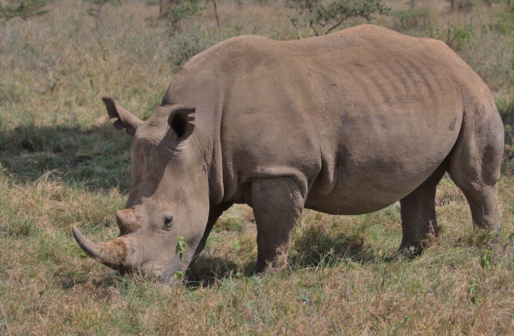 A rhinoceros peacefully grazing in Nairobi National Park, Kenya.
