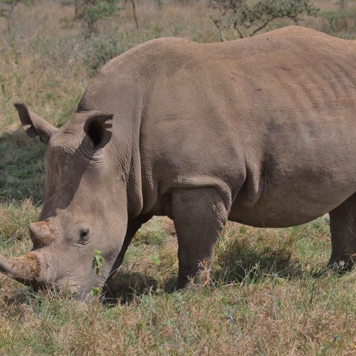 A rhinoceros peacefully grazing in Nairobi National Park, Kenya.