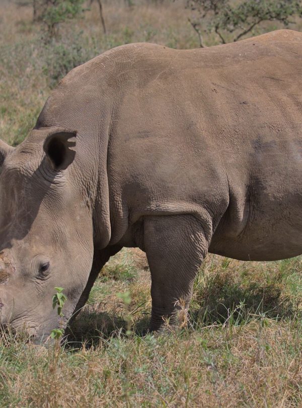 Karibu Kenya Safaris - A rhinoceros peacefully grazing in Nairobi National Park, Kenya.